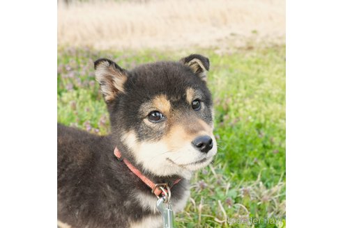 成約済の千葉県の豆柴-304196の4枚目